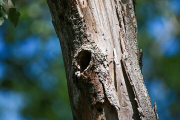 Obraz premium A tree with a hole in it used by woodpecker birds as a nest