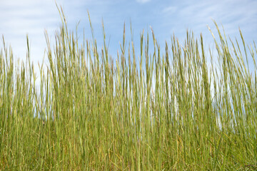 草模様　自然の造形