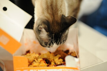  cat curious fried chicken nuggets