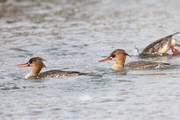 A sea duck called the red-breasted merganser (Mergus serrator) with non-breeding plumage in the waters along City Island, Sarasota, Florida