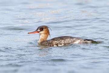 A sea duck called the red-breasted merganser (Mergus serrator) with non-breeding plumage in the waters along City Island, Sarasota, Florida
