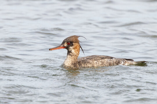 A sea duck called the red-breasted merganser (Mergus serrator) with non-breeding plumage in the waters along City Island, Sarasota, Florida