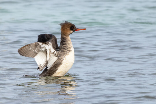 A sea duck called the red-breasted merganser (Mergus serrator) with non-breeding plumage in the waters along City Island, Sarasota, Florida