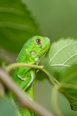Iguana cub in close-up with green background. South American and Brazilian biodiversity