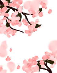 Pink sakura frame background, spring cherry blossom branch blank border. 