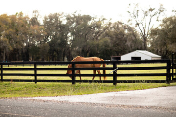 Horse In A field