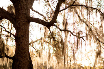Tree in the Morning