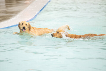 Two dogs playing in a pool