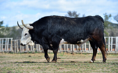 un toro con la cabeza blanca en una ganaderia de españa