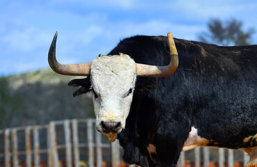 un toro con la cabeza blanca en una ganaderia de españa