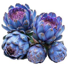 artichoke flower isolated on white 