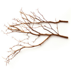 Obraz premium Dry branches twigs isolated on white background