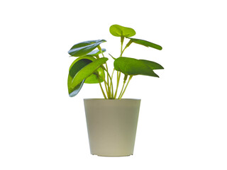 Pot with a Small Plant and Leaves in Isolated White Background