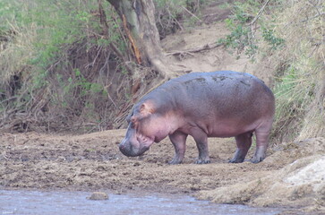 Hippo Near the River, Tanzania 