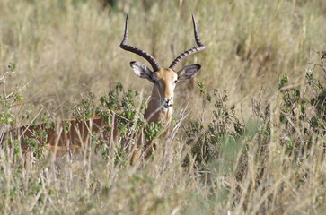 Vigilant Impala in the Grassland, Tanzania
