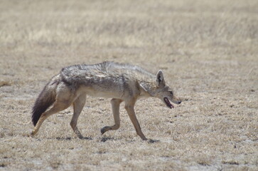 A Lone African Golden Wolf Walking Across the Grassland, Tanzania