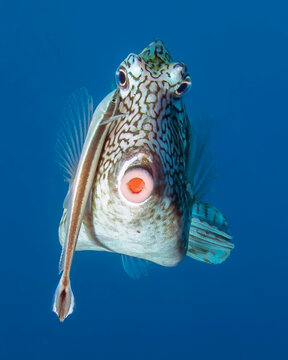 Adorable underwater trunkfish kissing the camera.
