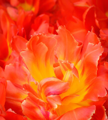 Obraz na płótnie Canvas Red tulip petal on blurred red background