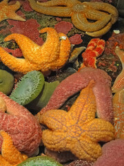 Orange and purple starfish and sea anemones,