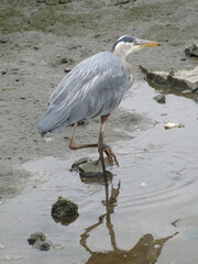 Great blue heron