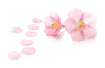 桜 花びら ピンク 春 白 背景