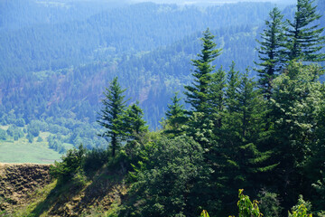 Forests cover the steep cliffs of the Columbia Gorge