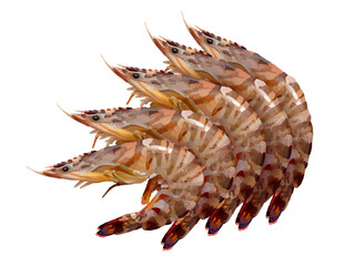 Obraz premium 車海老（5尾）