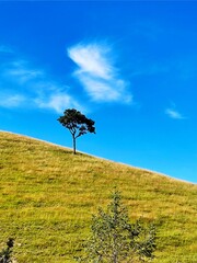 Simple and serene landscape. The single tree is the focal point of the image, and it creates a...