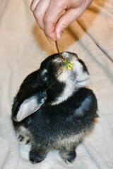 Sweet cute fluffy bunny rabbit with big floppy ears eating a yellow dandelion flower