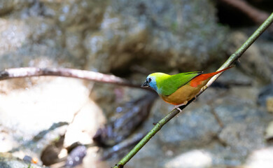 Pin-tailed Parrotfinch Male stands on a branch and splashes in the hot water. Southern part of Thailand