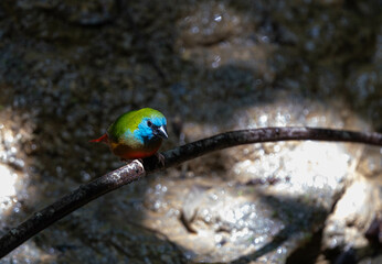 Pin-tailed Parrotfinch Male stands on a branch and splashes in the hot water. Southern part of Thailand