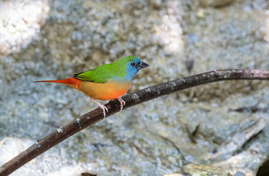 Pin-tailed Parrotfinch Male stands on a branch and splashes in the hot water. Southern part of Thailand