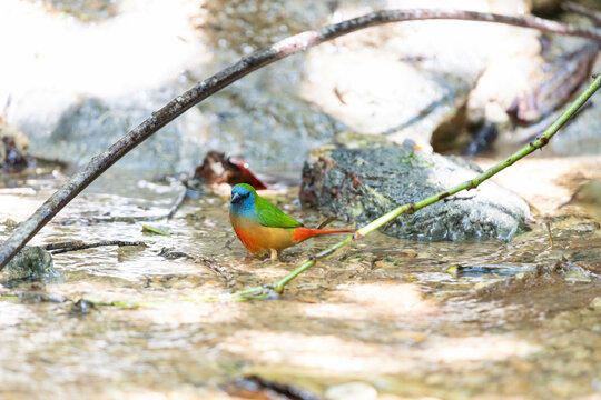 Pin-tailed Parrotfinch Male stands on a branch and splashes in the hot water. Southern part of Thailand