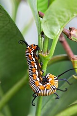 A close up shot of a beautiful Common Australian Crow Caterpillar in natural light.