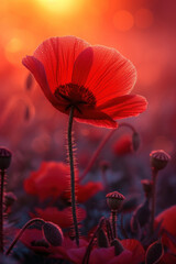 Colorful poppy flower blossom in the mist and fog, vertical background