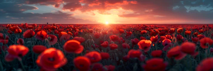Abwaschbare Fototapete Rot  violett A field of red poppies at sunset,  Breathtaking Landscape of a Poppy Field at Sunse 