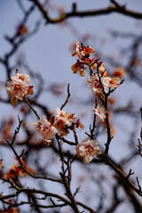 南立石公園の紅梅