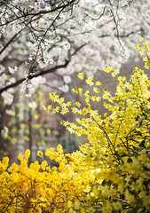 Cherry blossoms and forsythia are in full bloom