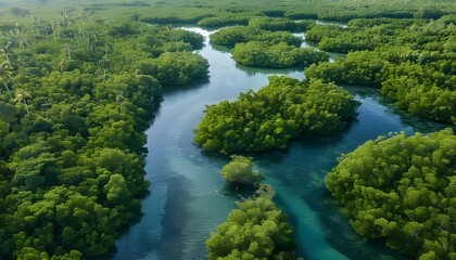 Naklejka na ściany i meble Aerial view Mangrove Forest