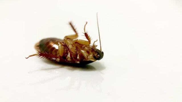 Cockroach upside down on the floor