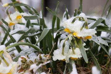 春の雪で凍ってしまった屋外の地植えの水仙の花の写真