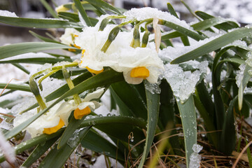春の雪で凍ってしまった屋外の地植えの水仙の花の写真