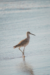 sandpiper