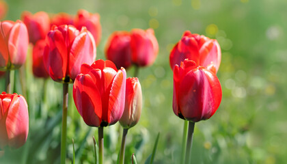 Fototapeta premium Red tulips flower on meadow, spring natural background. landscape with flowers. banner, copy space and bokeh; soft selective focus