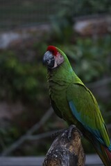 military macaw 