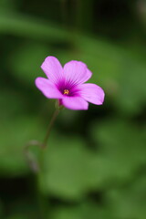 Fototapeta premium 幻想的なイモカタバミ