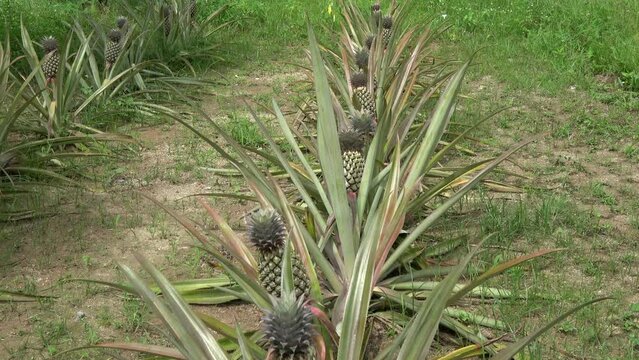Footage of pineapple (Ananas Comosus) is a tropical plant with an edible fruit and is the most economically significant sort in the family Bromeliaceae and popular food all over the world 4k quality