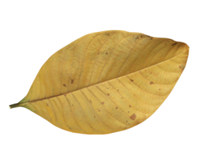 Close up yellow leaf isolated on transparent background.