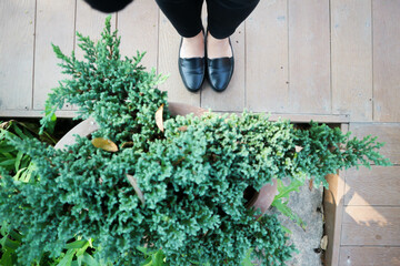 Juniperus procumbens Siebold ex Endl Mig., Creeping Juniper.or pine tree or CUPRESSACEAE or...