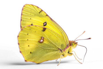 Fototapeta na wymiar butterfly on transparency background PNG 